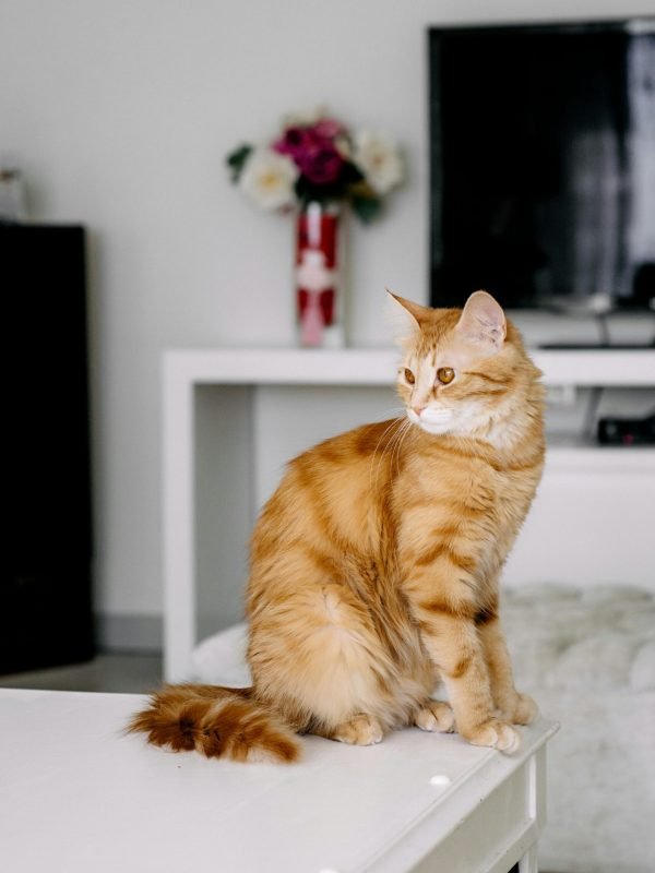 pexels-nadiye-odabasi-3668408-18844388 pexels-nadiye-odabasi-3668408-18844388